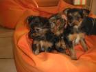 Mini Yorkiwelpen     Rasselbande sucht neues kinderzimmer!!!!!!!!!!!!!!