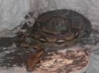 Boa Constrictor Imperator zu verkaufen!!