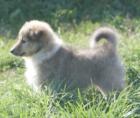 2 Sheltie Hündinnen (Welpen) suchen ein neues Zuhause