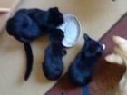 Süße schwarze Katzenkinder abzugeben