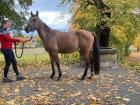 Sehr schöne Quarter Horse Mix Stute zu verkaufen!!