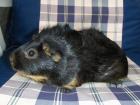 Ridgebackmeerschweinchen Hobbyzucht