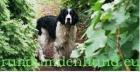 Hundefutter Tiernahrung Hund kaufen rundumdenhund.eu