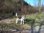 Unser Beagle Snoopy sucht ein neues zu Hause!