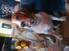 KASTIERTER BEAGLE ZU VERKAUFEN 