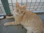 Lieber, roter Kater Gordi!