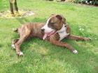 American Staffordshire Terrier nur in liebevolle Hände abzugeben 