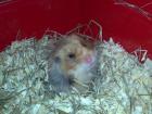 Süßes Teddy Hamster Männchen sucht neues Zuhause