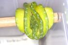 Morelia viridis   Baumpython  verschiedene Lokalvarianten