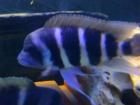 Frontosa Blue Zaira >Günstig< !!!