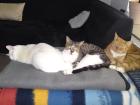 Lilli & Tyson suchen ein neues Abenteuer...