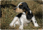 Englisch Cocker Spaniel Welpen