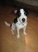 Süße Jack Russell Hündin abzugeben 5 1/2 Monate alt 
