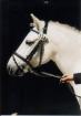 Hübsches G-Pony und Haffi suchen Reitbeteiligung!!!