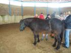  Workshop: Neue Wege in der Heilung von Mensch und Tier