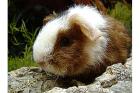 Meerschweinchen w & m suchen ganz dringend eine neue Familie 