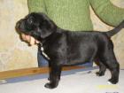 Cane Corso Welpen mit Papiere und Gesundgarantie