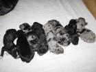 Australian Shepherd Welpen