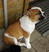 Englische Bulldogge Welpe Rüde 4 Monate alt