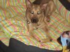 Felix, Mischlingsschäferhund sucht ein liebes zuhause