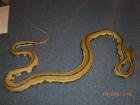 Python reticulatus super tiger