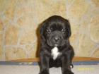 Cane Corso Welpen aus Champion Linie