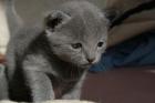Russisch Blau Kitten