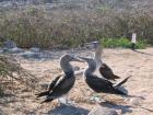 Kleine Kreuzfahrt Galapagos mit MS GALAPAGOS EXPLORER II