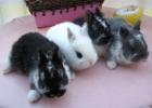 Zwerghasenbabys