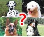 Hundeschule in Niedersachsen gesucht?
