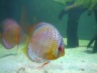 Diskusfische