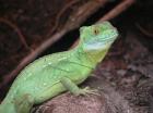 Stirnlappenbasilisk Basiliscus plumifrons