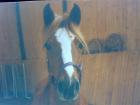 Suche Reitbeteiligung für mein Deutsches Reitpony!! Dringend!!
