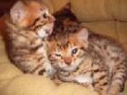 Bengal kittens abzugeben 
