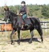 Black Pearl- schwarze Perle