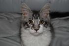 Maine Coon Kitten mit Papieren