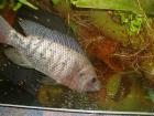 Tilapia Niltilapia    Oreochromis niloticus