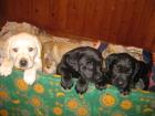 Kuschelige, hübsche Labradorwelpen