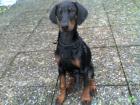Dobermannwelpen mit Papieren ab Mai2021 abzugeben