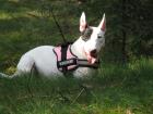 Little-Bandits Miniatur Bullterrier