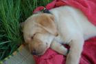Süße Labrador Welpen zu verkaufen