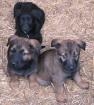 Labrador/Belg.Schäferhundwelpen schwarz/braun suchen neues Zuhause