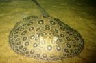 Potamotrygon pearl (Perlrochen) 15 cm RARITÄT!!!!! 