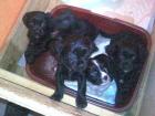 2 zuckersüße Edelmix Rüden,Cavalier-King-Charles-Spaniel&Pekinese