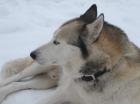 Suche ein husky weibchen für meinen husky mex!