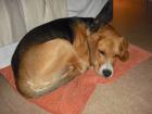 Sportlicher Beagle sucht liebevolle Familie