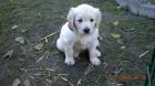 Endlich! sind die kleinen Golden Retrieverbabys da.