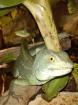 Zwei Stirnlappenbasilisken Basiliscus plumifrons