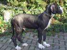 Deutsche Doggen Welpen schwarz