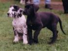 Deutsche Doggen Welpen 215 Euro